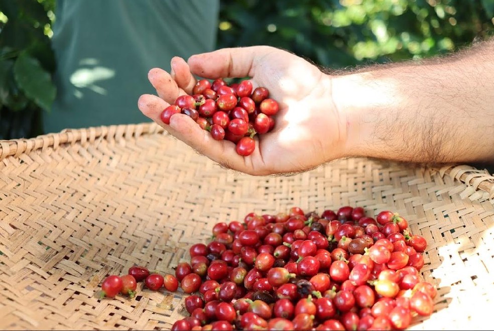 Grãos cultivados no Agreste potiguar dão origem a cafés premiados com o selo Feito Potiguar — Foto: Imagem cedida