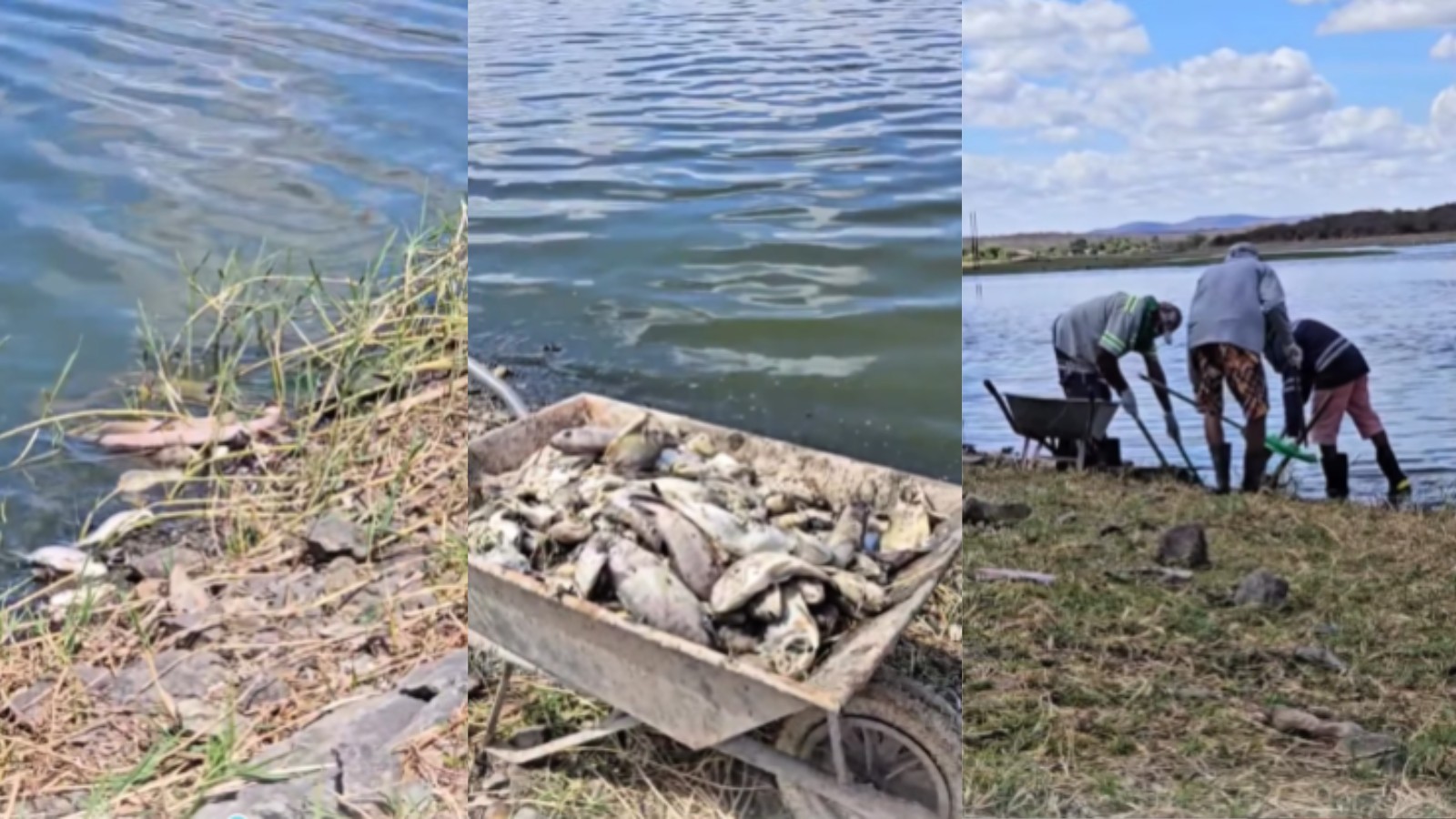 Prefeitura proíbe permanência de animais em açude e investiga morte de peixes em São Julião, no Sul do Piauí