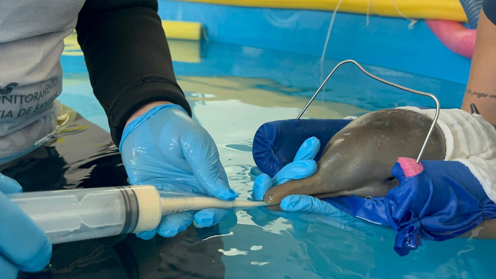 Filhote de toninha encalha no litoral de SP e recebe oxigenoterapia a cada 30 minutos