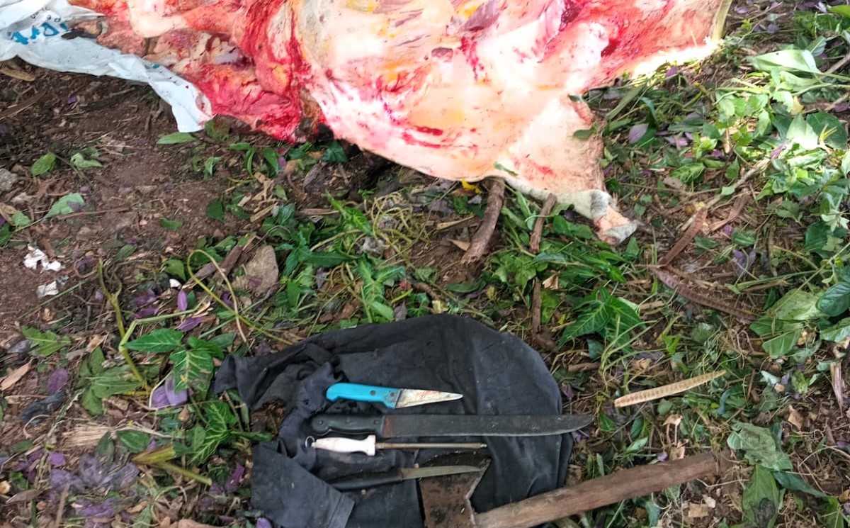 Cerca de 150 kg de carne de abate clandestino são apreendidos no sul da Bahia