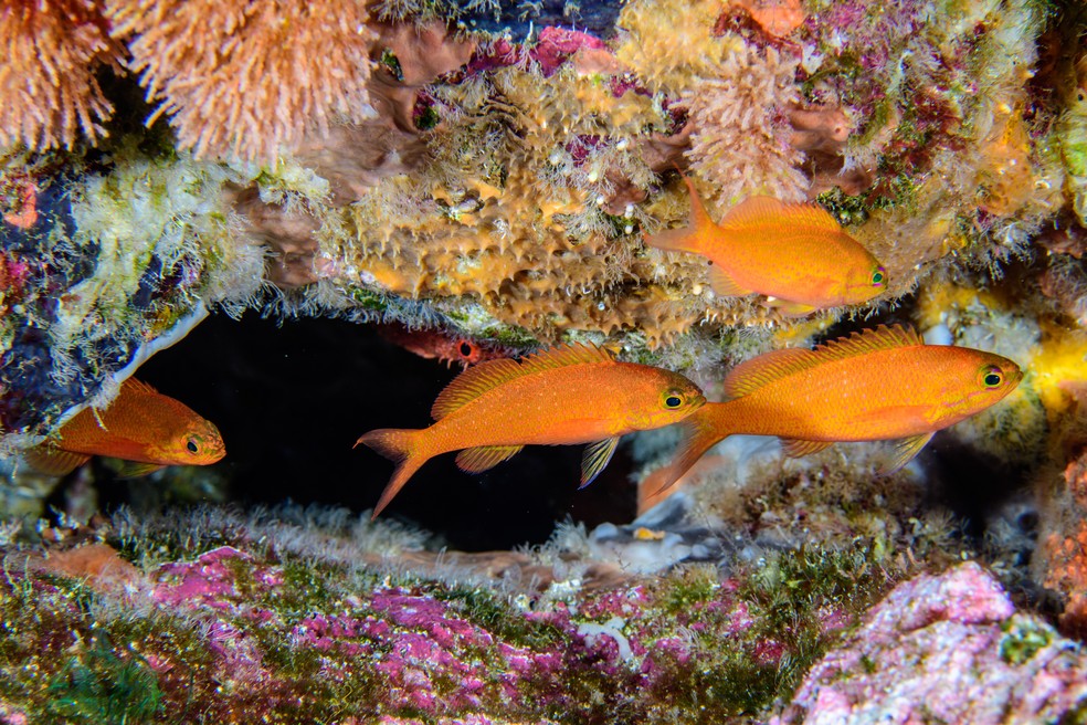 Choranthias salmopunctatus, também conhecido como peixe-jóia salpicado, uma espécie de peixe marinho endémica do Brasil, encontrada no Arquipélago de São Pedro e São Paulo. — Foto: Luiz A. Rocha