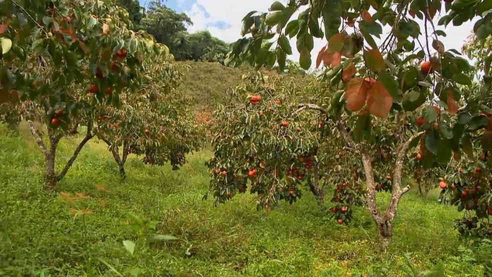 Produção de caqui ganha espaço e vira alternativa de renda no para produtores em Alfredo Chaves, Espírito Santo. — Foto: TV Gazeta