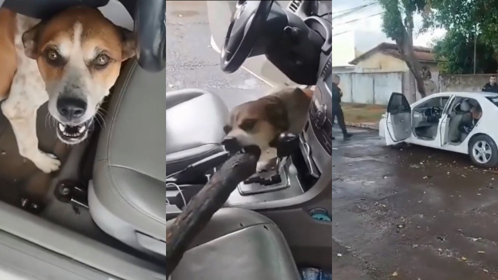 O cão se aproveitou de um momento de descuido para invadir o carro. — Foto: Reprodução
