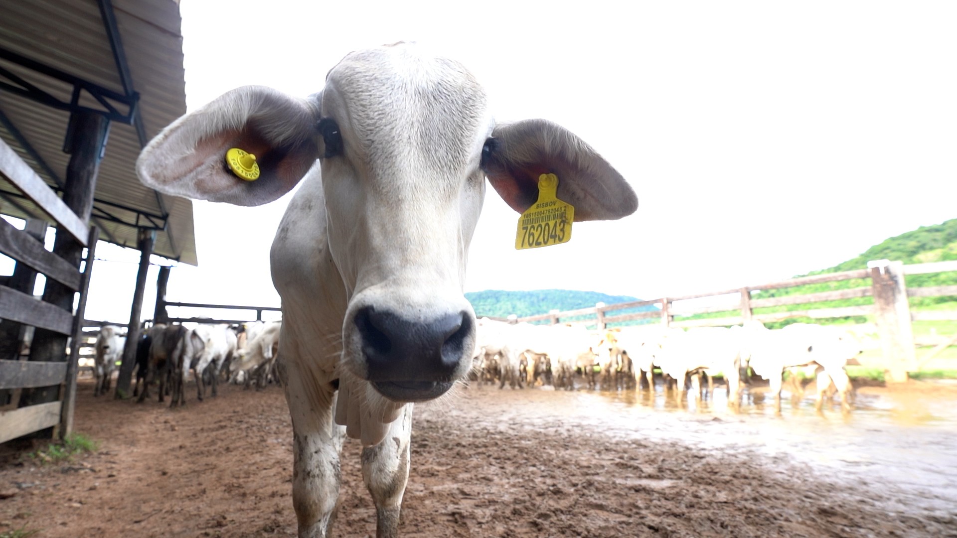 Boi com chip: como saber se a carne está livre de desmatamento?