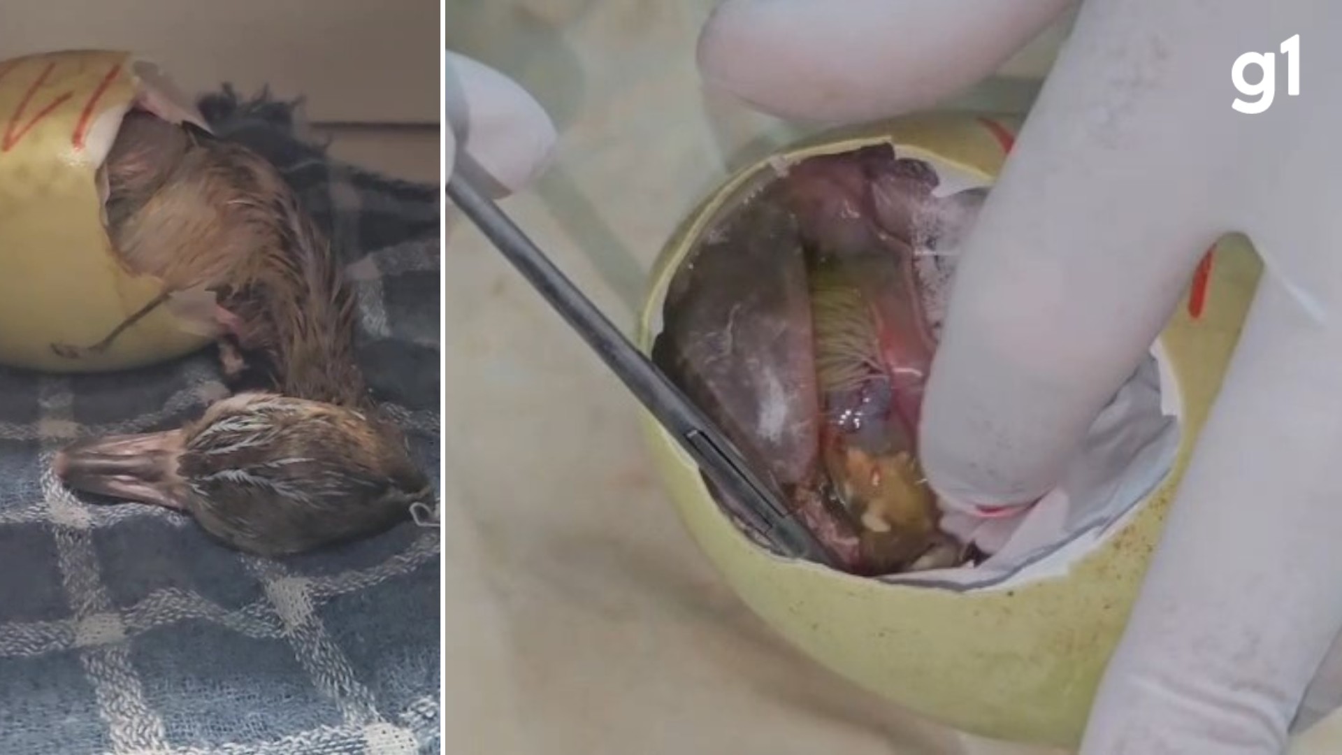 VÍDEO mostra nascimento de ema após incubação artificial em zoo do RS