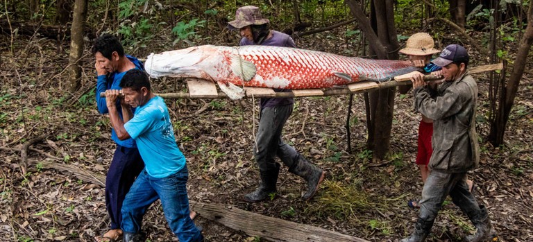 Ibama autoriza pesca sustentável do pirarucu em Terra Indígena