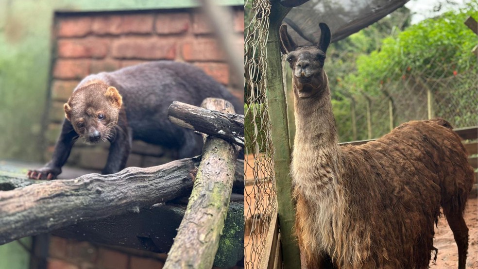 5 de 10
Zool&oacute;gico de Bauru &eacute; um dos principais do Brasil na preserva&ccedil;&atilde;o de animais &mdash; Foto: Divulga&ccedil;&atilde;o