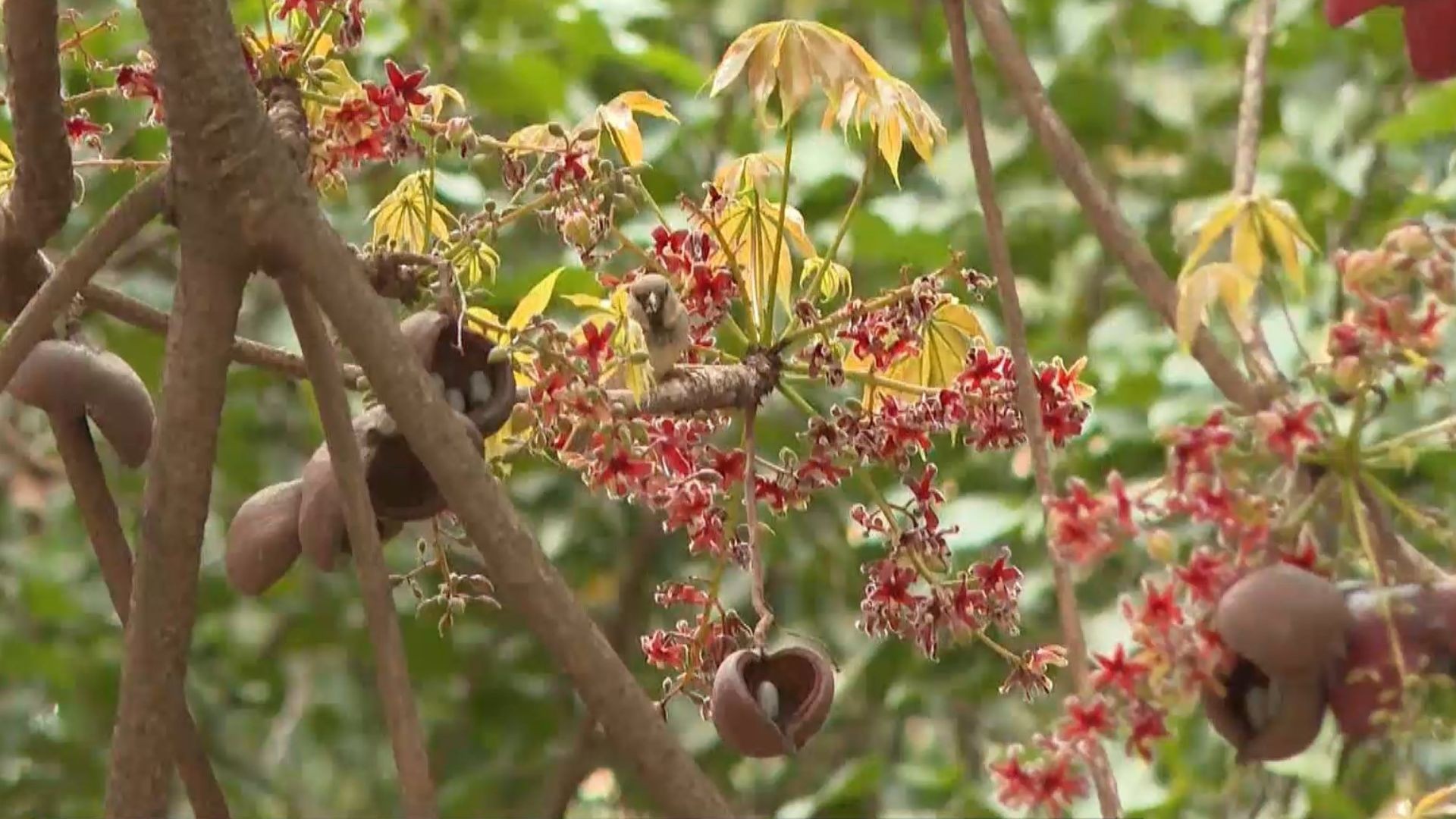 chichá-fedorento: árvore fedorenta com cheiro descrito como esgoto, ovo podre e fezes espanta moradores de cidade no Espírito Santo — Foto: Reprodução/TV Gazeta