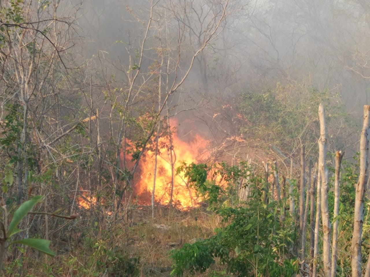 Bombeiros alertam sobre riscos de atear fogo em lixo e vegetação; idoso morreu carbonizado no Piauí