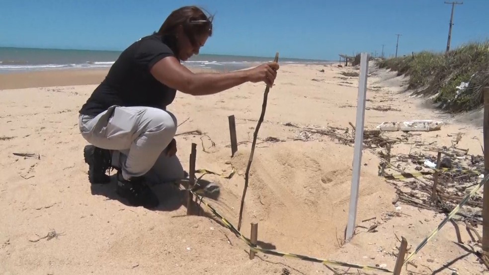 Ninhos de tartarugas são monitorados no extremo sul da Bahia após roubos de ovos em pontos de desova — Foto: Reprodução/TV Santa Cruz