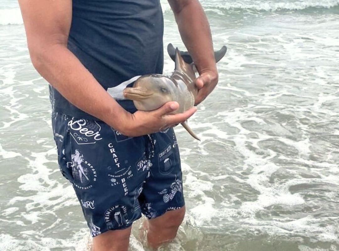 Toninha recém-nascida morre após encalhar em praia no litoral de SP 
