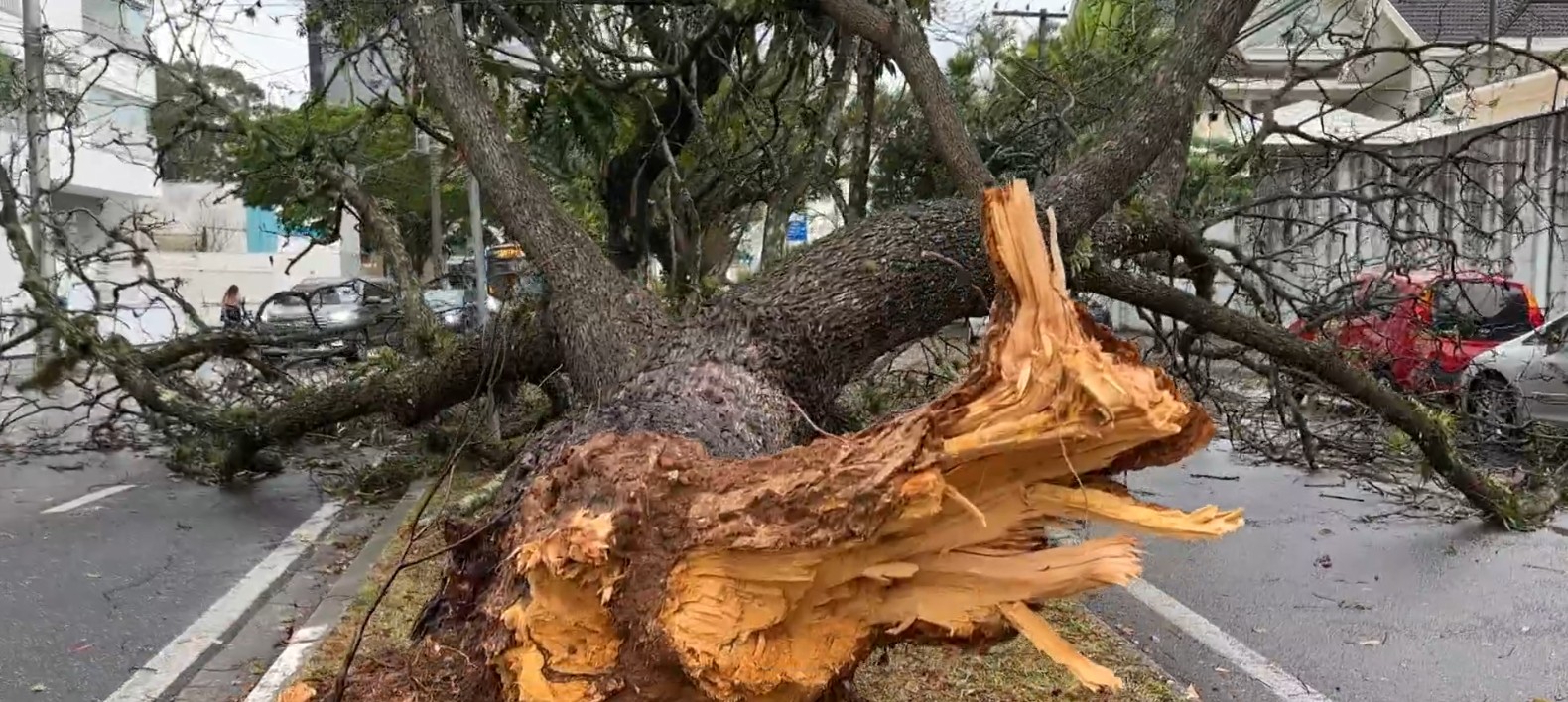 Equipes da prefeitura retiram árvores e contabilizam estragos após tempestade em São José