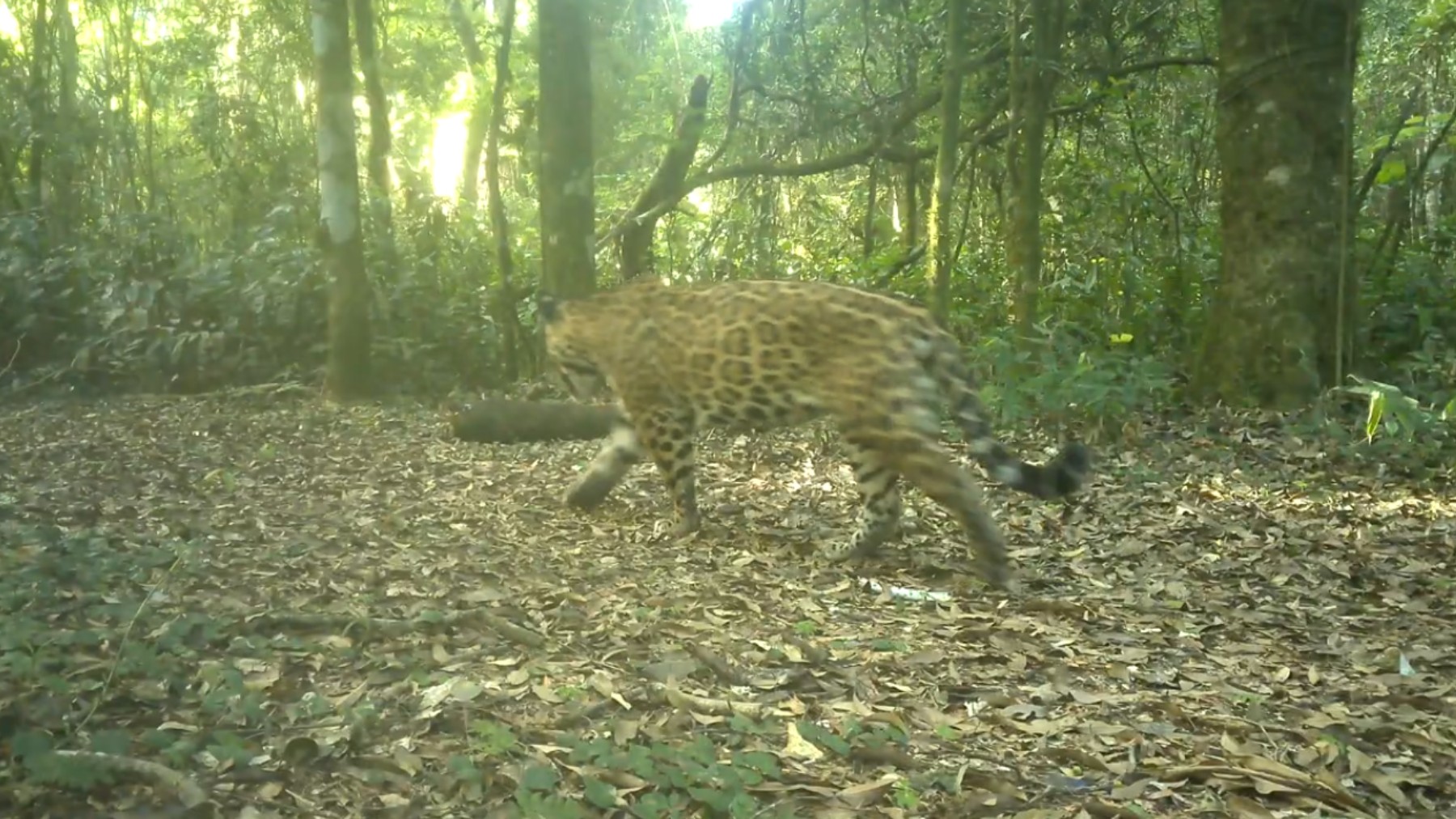 VÍDEO: Registro inédito mostra onça-pintada Janaína com novos filhotes no parque das Cataratas do Iguaçu