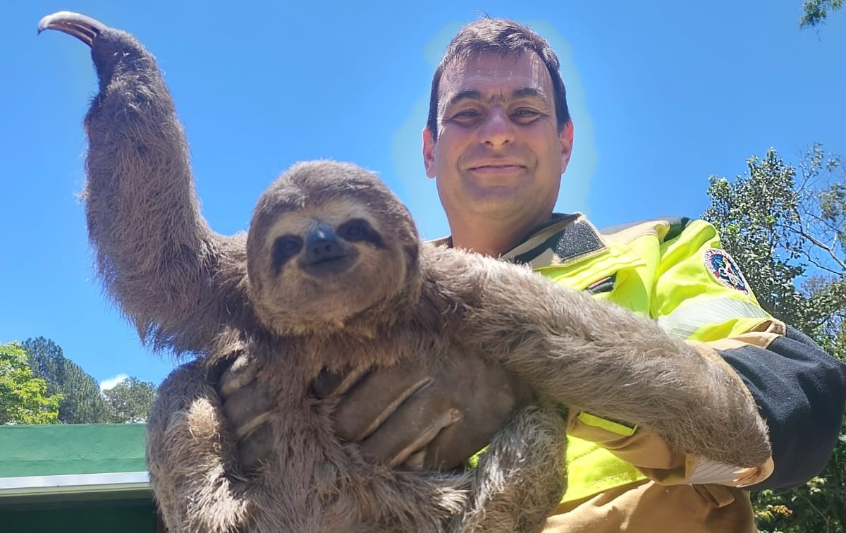 Bicho-preguiça com risco de ser atropelado é resgatado às margens da BR-040, em Juiz de Fora