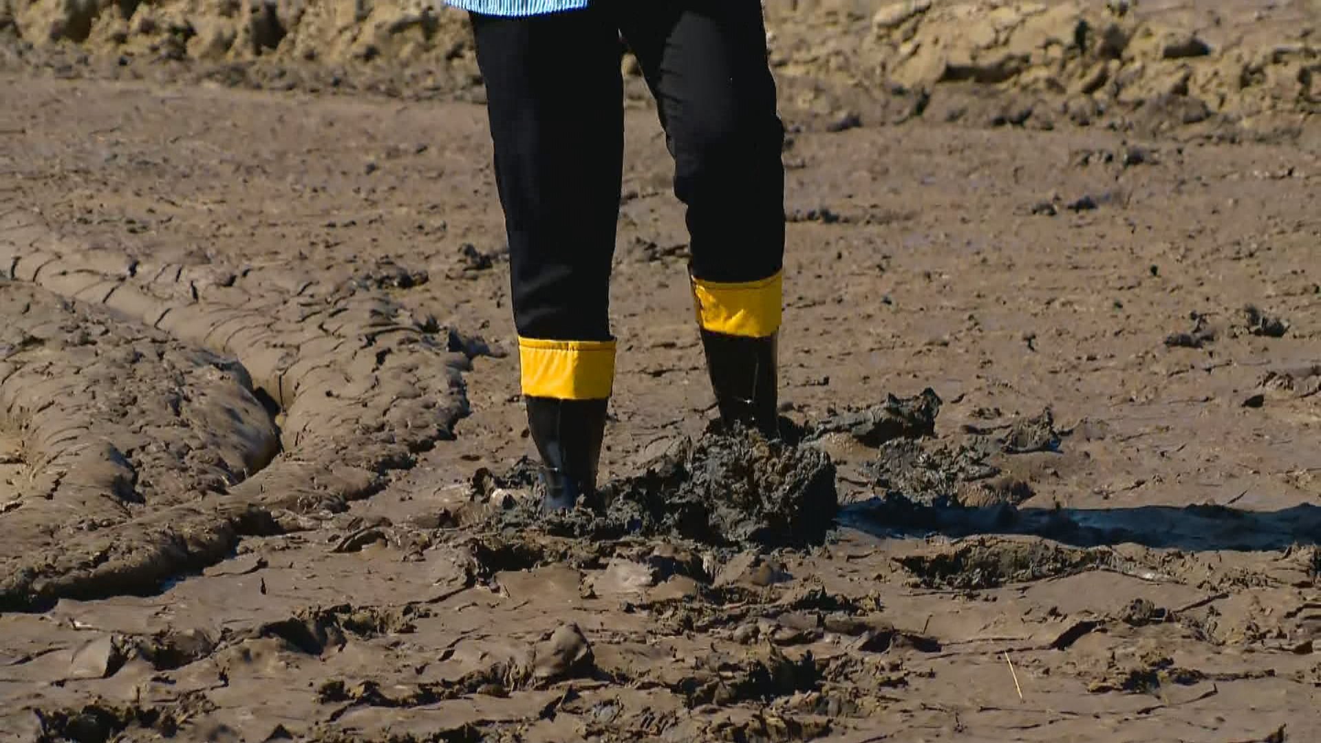 'Tapete de lama' cobre trecho da maior praia do Brasil e dificulta até caminhadas; fenômeno tem ligação com ciclone extratropical