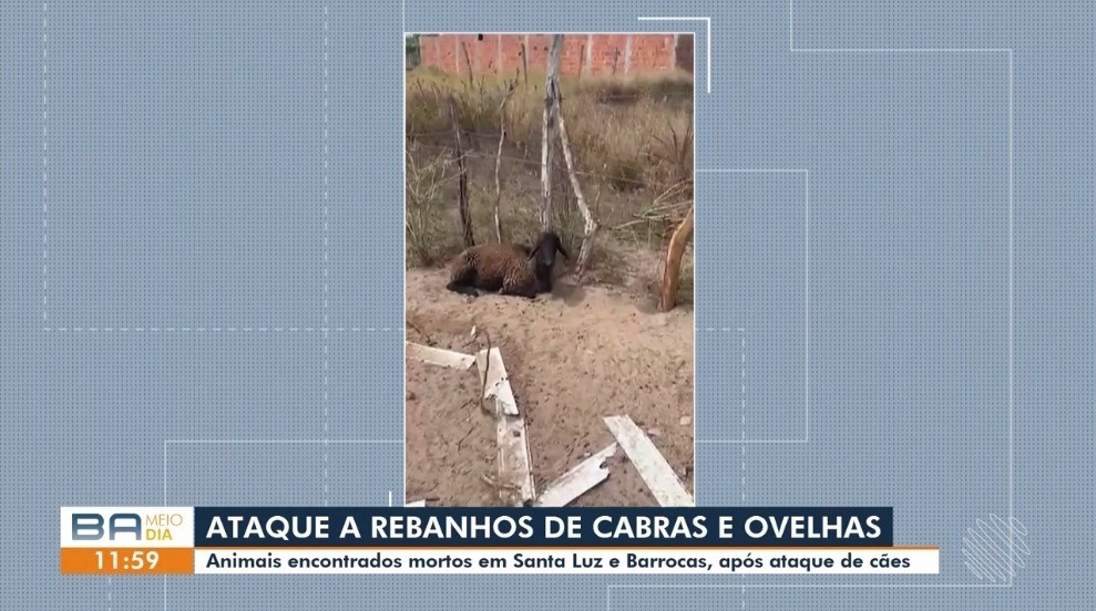 Vídeos do g1 e TV Subaé - quinta-feira, 28 de agosto de 2025