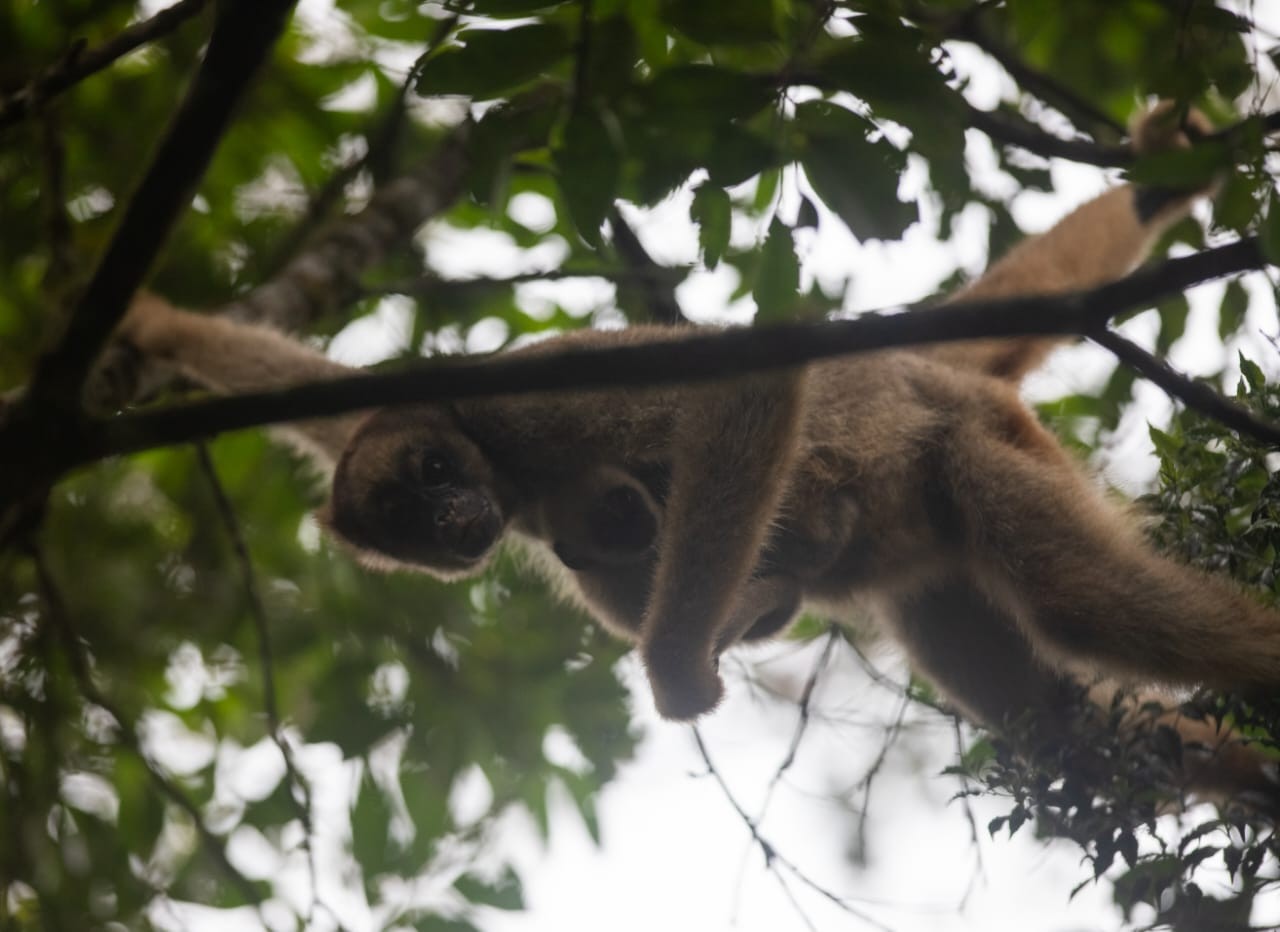 Reserva ambiental em Simonésia registra terceiro filhote de muriqui em 2026