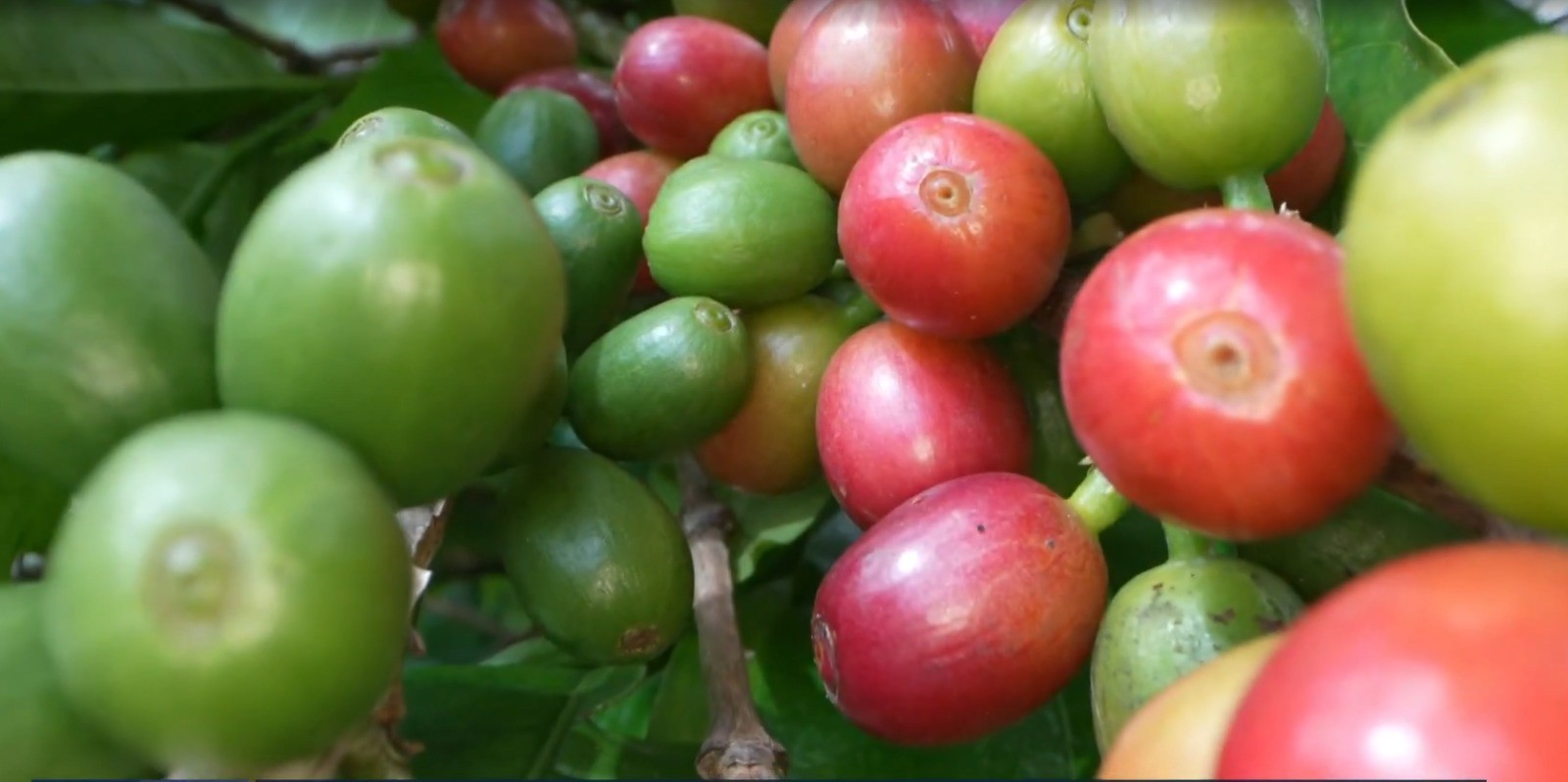 Exportações de MG crescem quase 9%, batem recorde histórico e somam R$ 234 bilhões em 2025