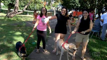Ação de combate ao calazar atendeu animais da região Norte de Palmas fim de semana