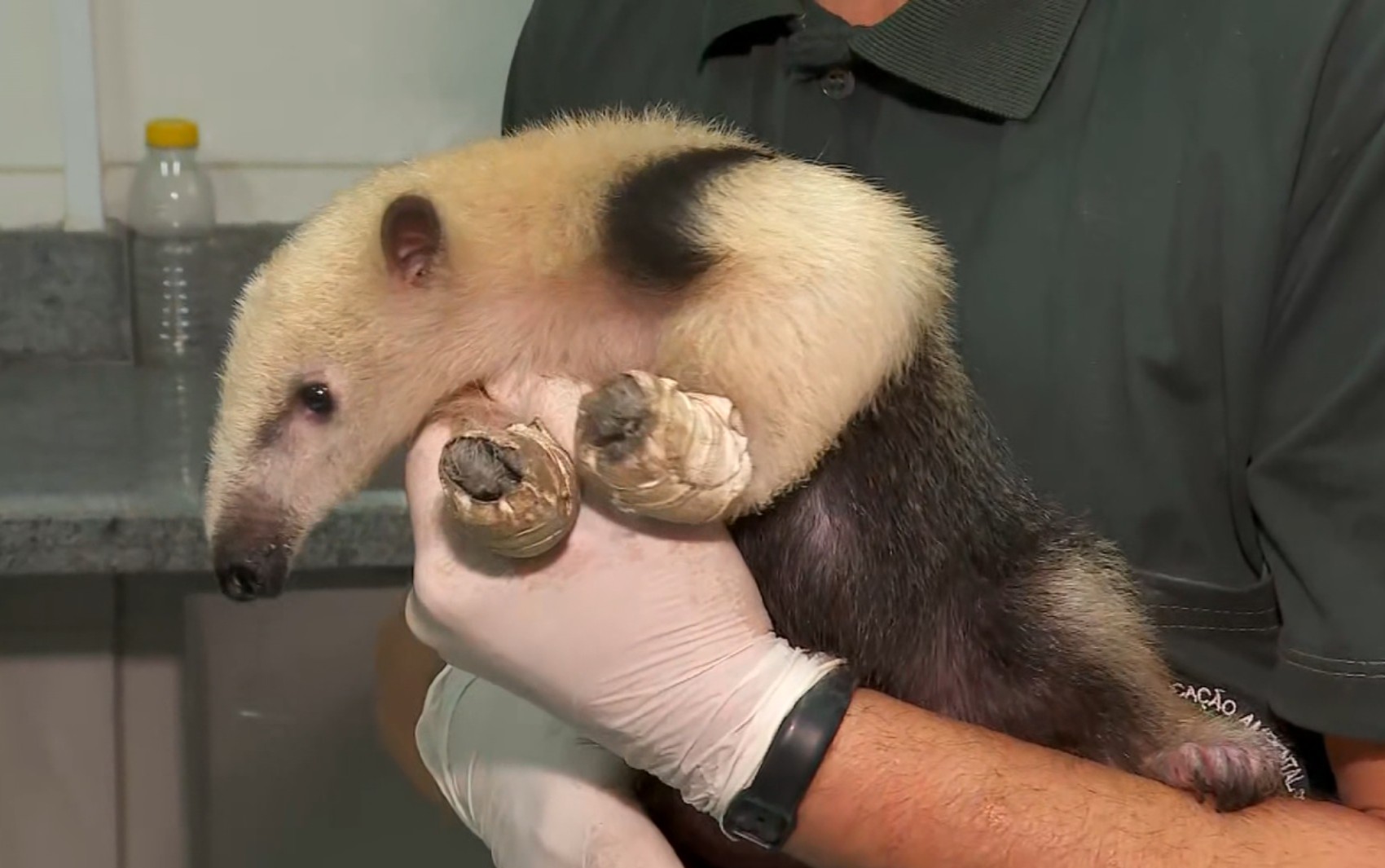 Com recursos naturais reduzidos, Estação Ecológica Jataí cria pontos de água e comida a animais afetados pelos incêndios