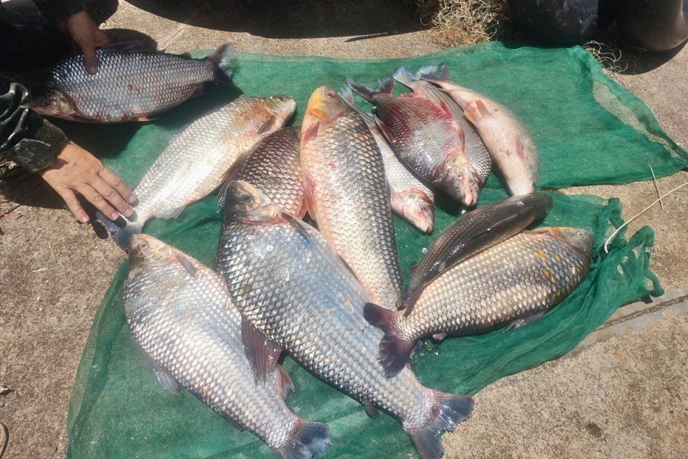 Pescado foi doado ao Lar S&atilde;o Vicente de Paulo, em Dracena (SP) &mdash; Foto: Pol&iacute;cia Ambiental/Divulga&ccedil;&atilde;o