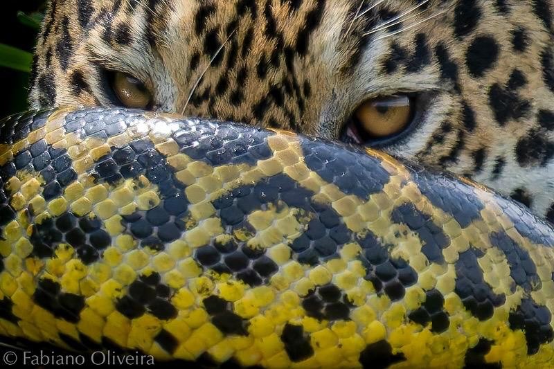 O momento chama atenção pela semelhança entre os padrões da sucuri e da onça — Foto: Fabiano Oliveira/ Reprodução