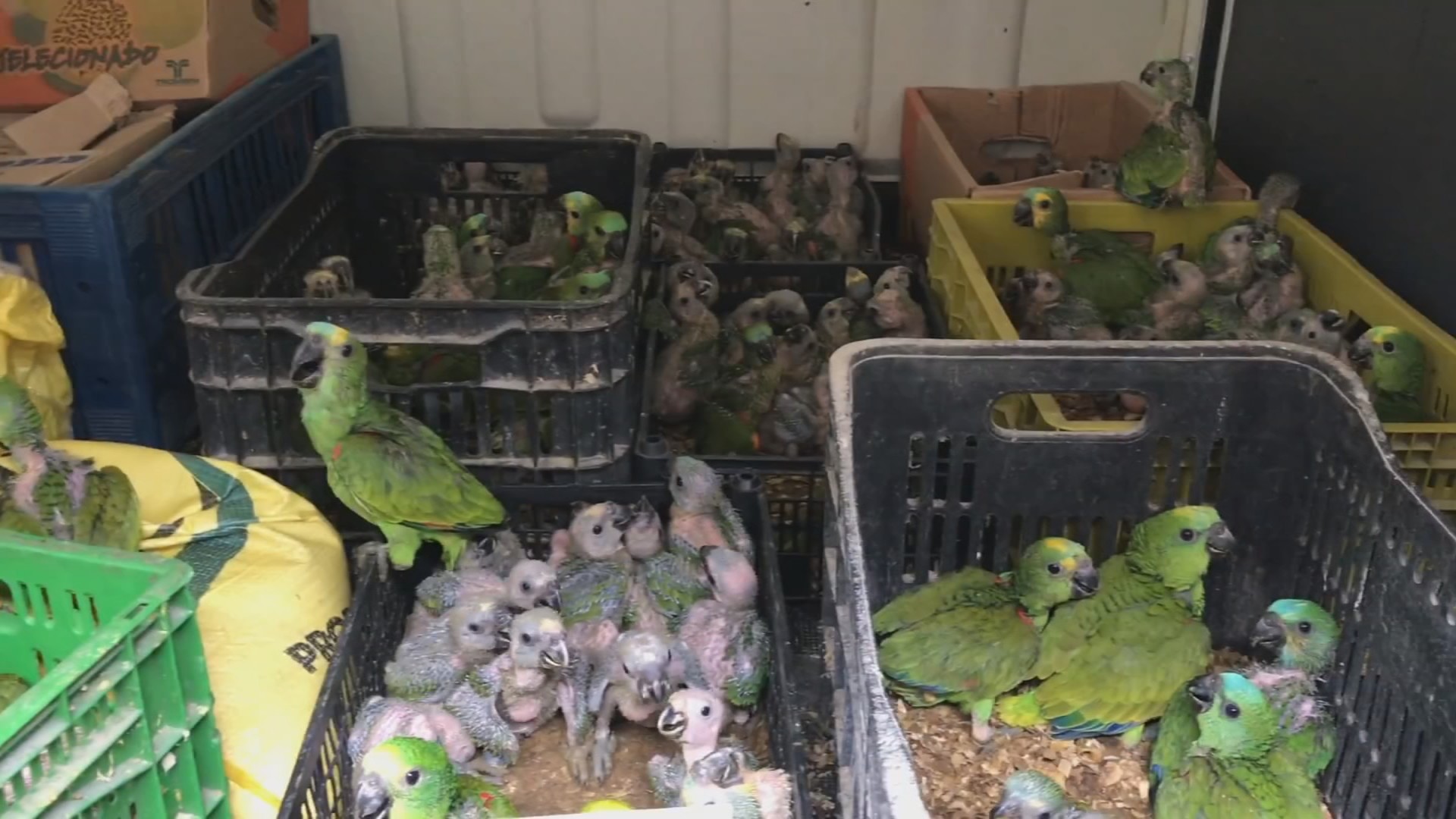 Filhotes de jabutis, aves e outros: animais que seriam traficados são resgatados e passam por reabilitação em associação de Jundiaí 