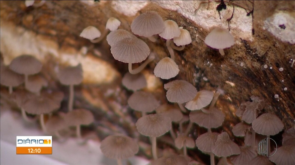 Cogumelos contaminados por fungos e bactérias? Isso é possível?, Dicas  Cursos CPT