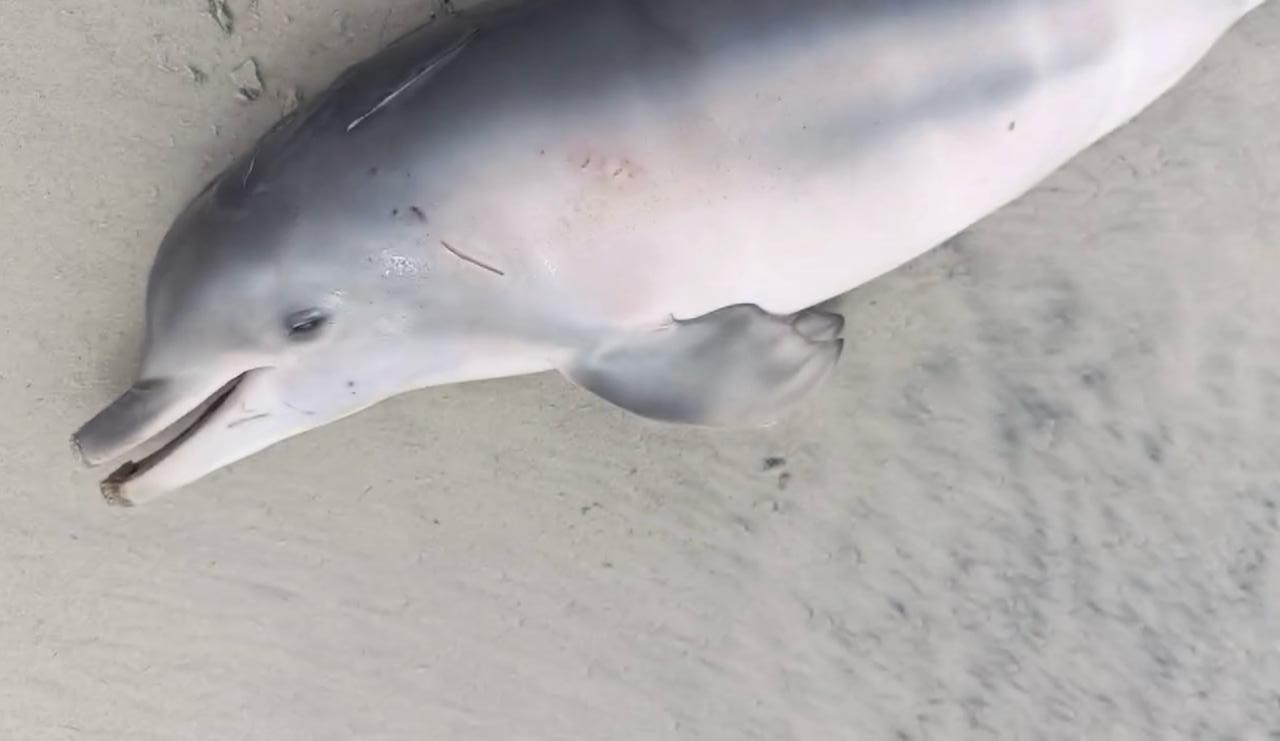 Morte de boto-cinza no litoral de SP reforça importância de boas práticas na observação de fauna