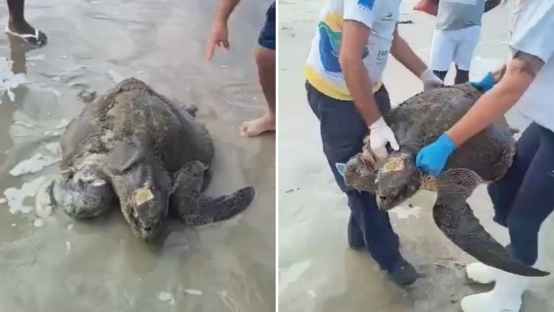 Tartaruga de 46 kg ameaçada de extinção é resgatada no litoral de SP; VÍDEO