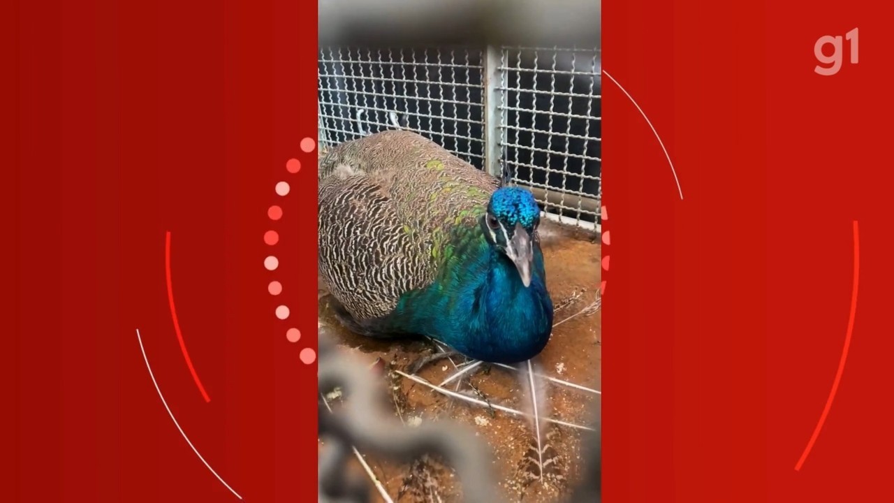 Pavão é resgatado no telhado de casa, em Caraguatatuba