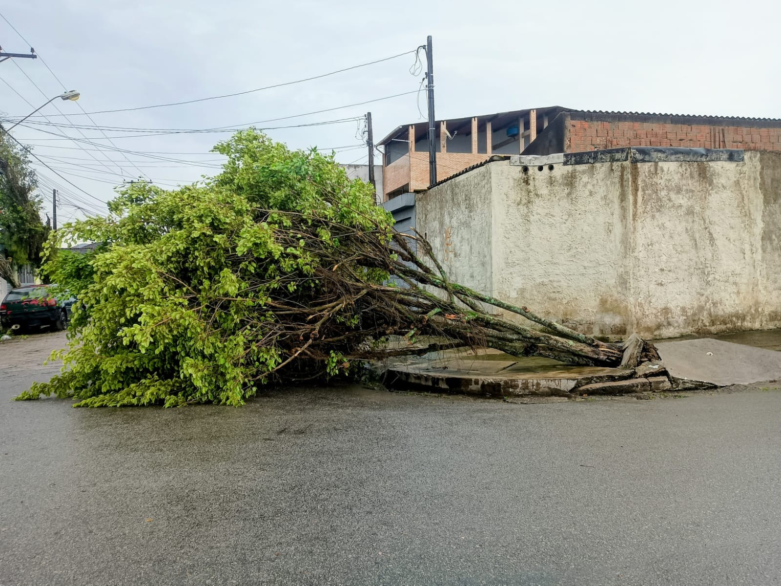 Forte ventania com rajadas de até 93 km/h derruba árvores e causa estragos na Baixada Santista