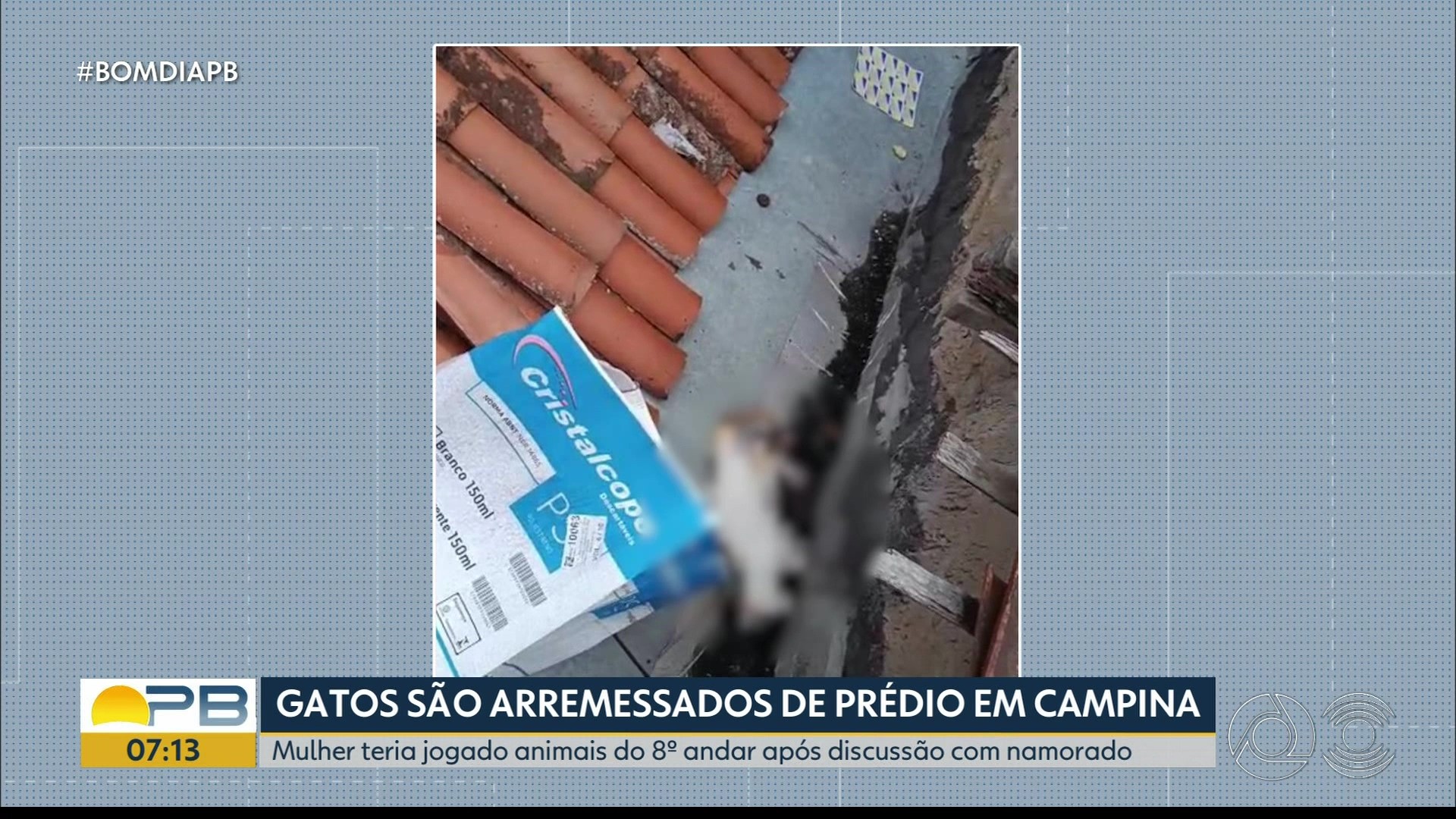 Mulher é suspeita de jogar gatos do oitavo andar de prédio após discussão com namorado, em Campina Grande