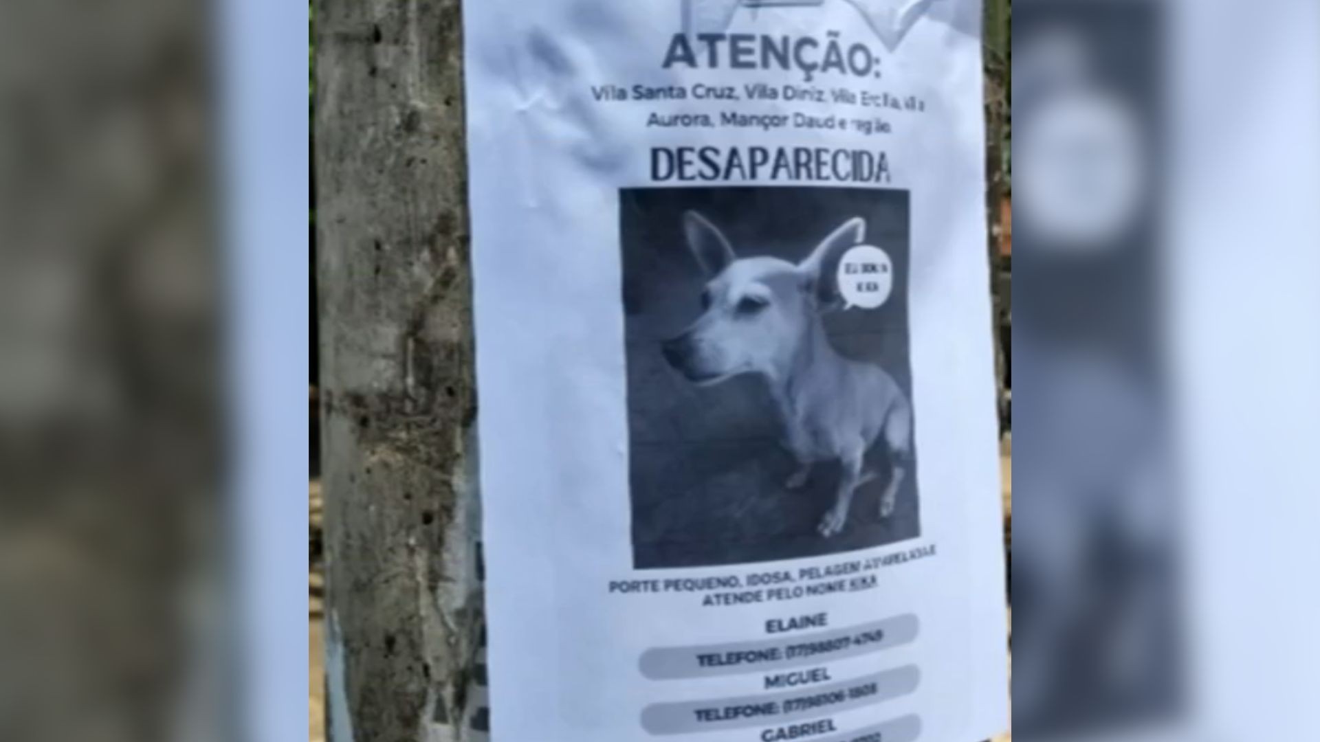 Família procura por cachorra que desapareceu há 1 mês ao fugir de pet hotel; veja como evitar riscos ao contratar serviço 