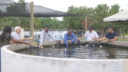 Projeto reutiliza a água de tanques de criação de peixes para irrigar plantações