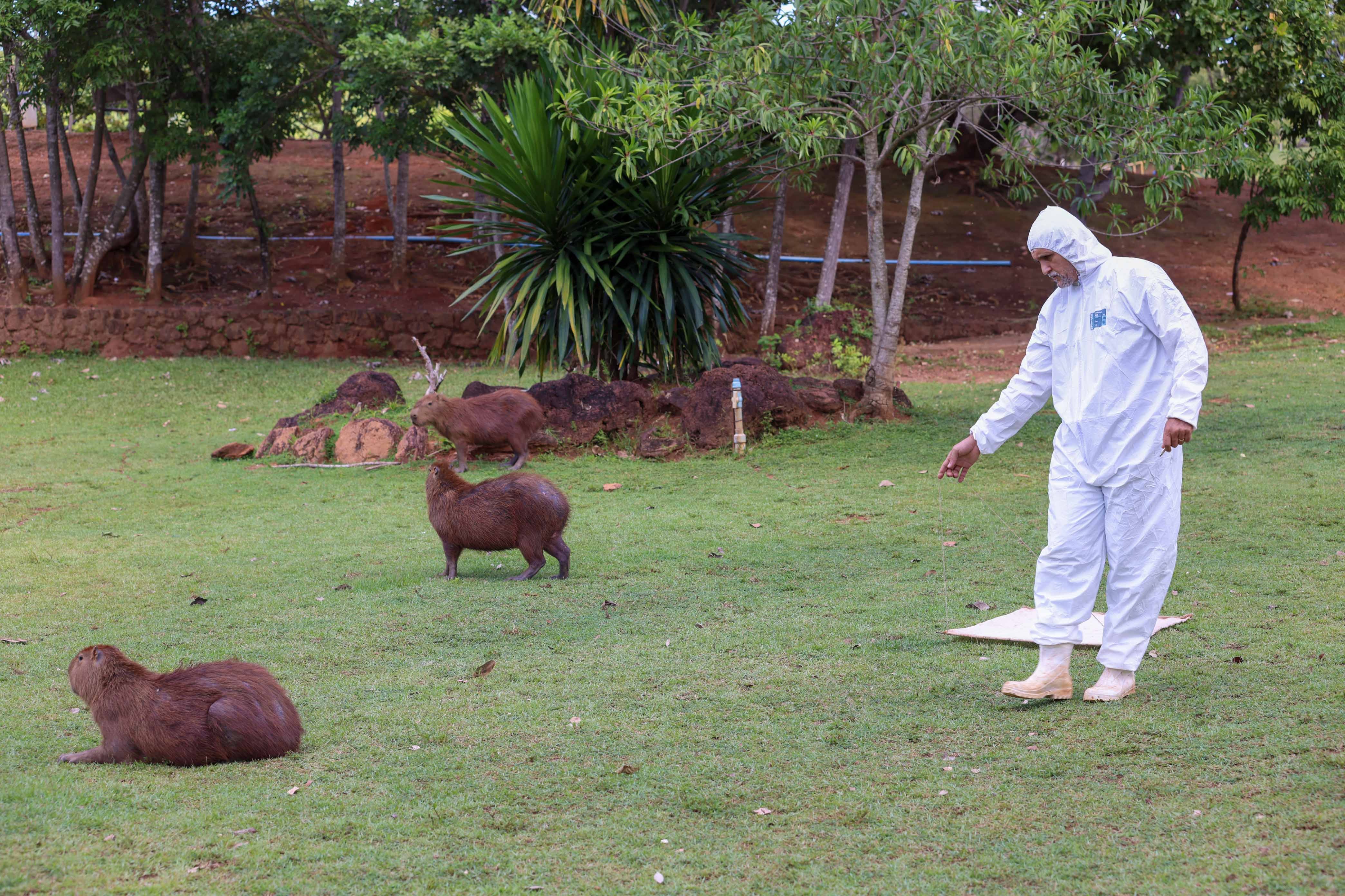 Saúde monitora espécies de carrapatos do Parque Cesamar para combater doenças