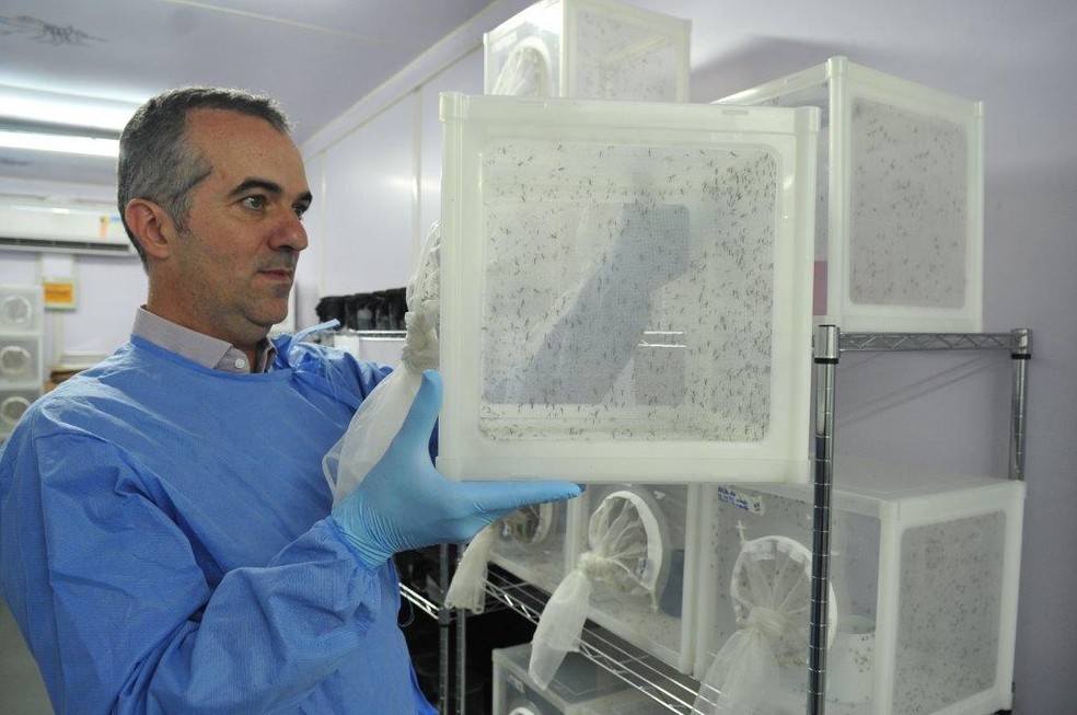 Luciano Moreira está hoje à frente da maior fábrica de mosquitos do mundo — Foto: Peter Illiciev