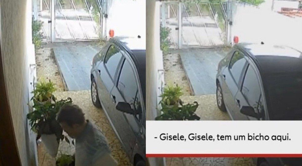 Morador demorou para perceber presença de onça-parda na garagem de casa — Foto: Câmera de Segurança/Reprodução