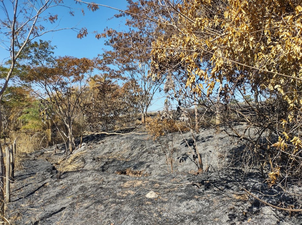 Ocorrência foi registrada em um sítio no Distrito de Montalvão — Foto: Polícia Militar Ambiental