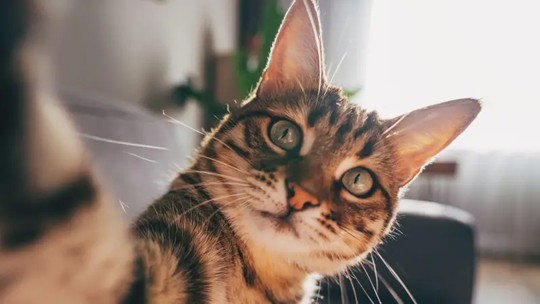 Como gatos com demência podem ajudar a encontrar cura para o Alzheimer - Cientistas acreditam que a descoberta sobre semelhanças entre gatos e humanos pode ajudar em suas pesquisas sobre novos tratamentos para o Alzheimer.