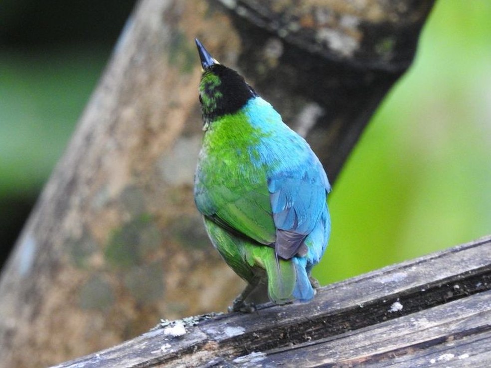 As fêmeas geralmente têm plumagem toda verde e os machos têm plumagem toda azul — Foto: JOHN MURILLO via BBC