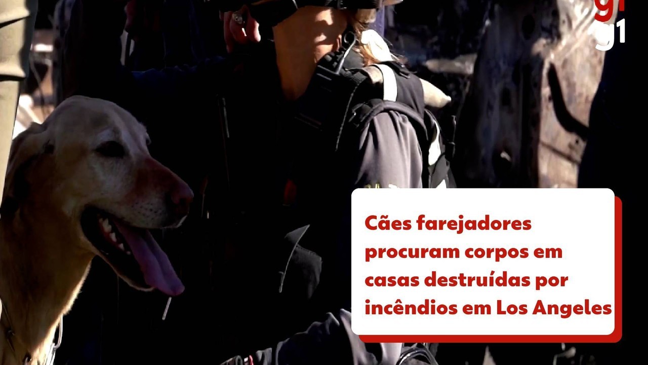 VÍDEO: cães farejadores buscam corpos em casas destruídas por maior incêndio da história de Los Angeles; nº de mortos sobe para 25