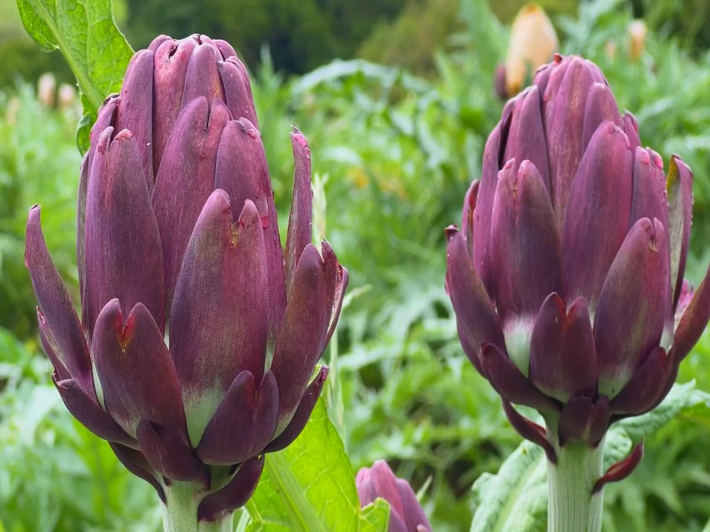 Produtores de alcachofra aproveitam a safra para lucrar com turismo rural