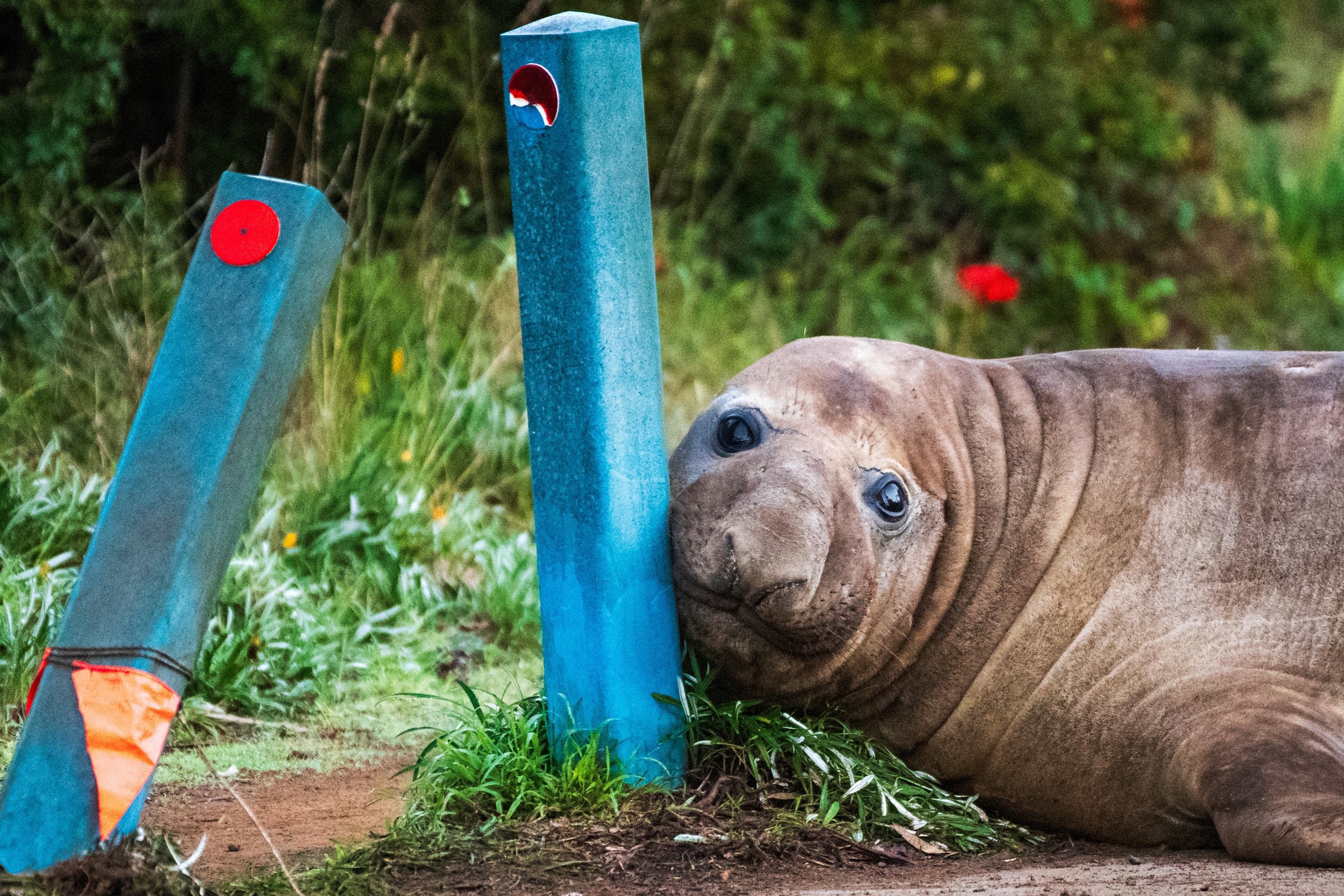 Neil, a foca-elefante de 1 tonelada que viralizou ao ‘brigar’ com carros e parar ruas na Austrália