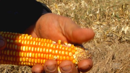 Produtores rurais reclamam sobre preço que recebem da produtividade do milho