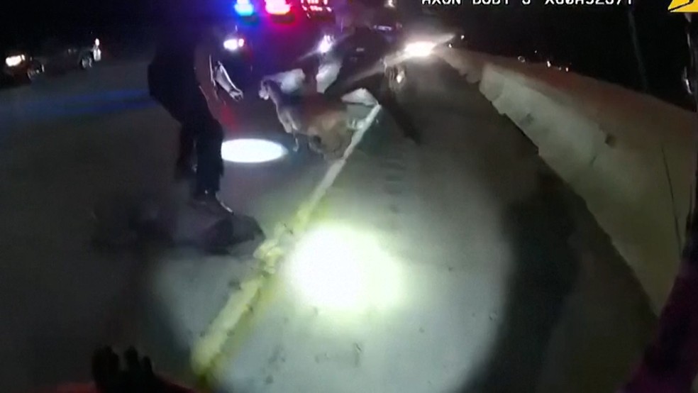 Policiais tentando cercar cabra em rodovia nos EUA — Foto: DEPARTAMENTO DE POLCIA DE AKRON via REUTERS