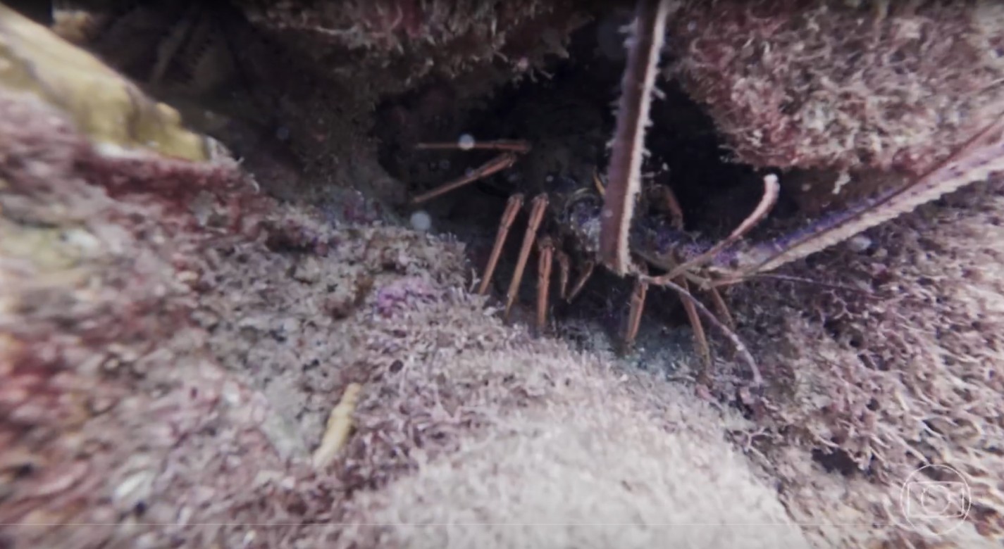 Oceanos em perigo: a acidificação ameaça o regulador de temperatura do planeta