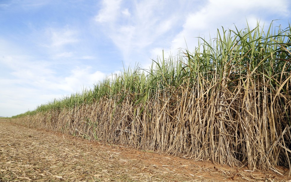Apesar do aumento da área de cultivo, safra de cana-de-açúcar tem queda na produtividade em MT