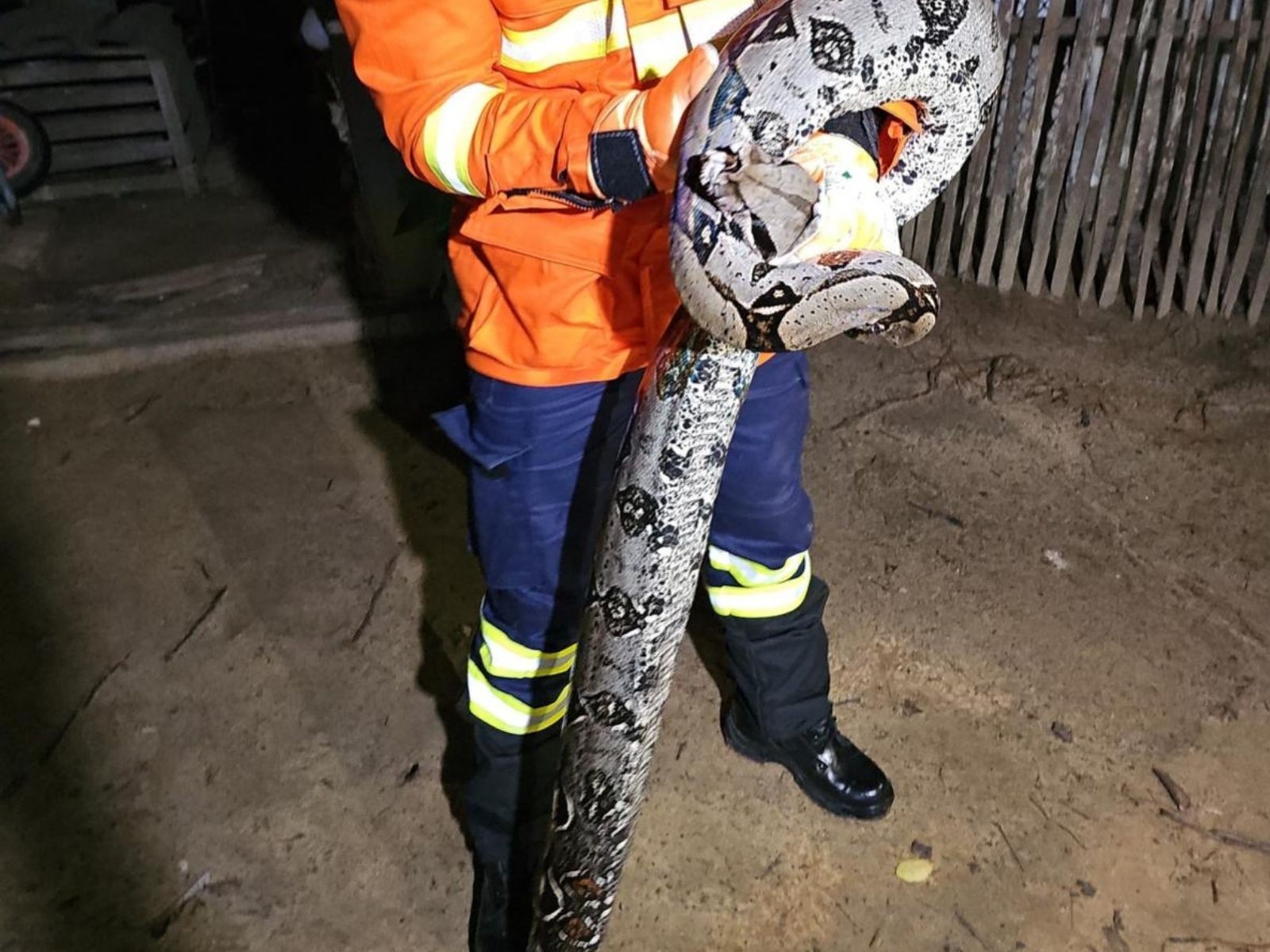 Jiboia com 1,5 metro é capturada após atacar galinhas em quintal no interior do Acre
