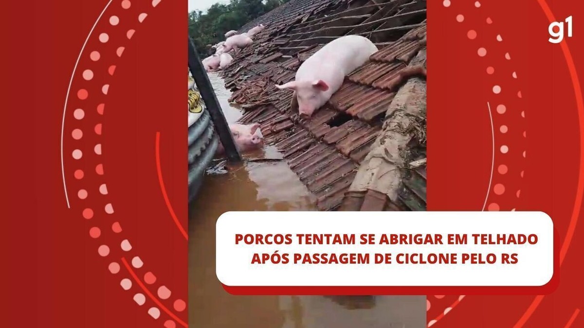 VÍDEO: porcos tentam se abrigar em telhado após passagem de